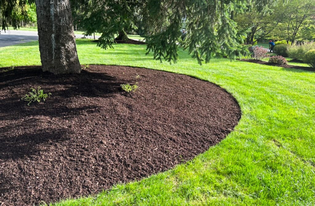 Fresh mulch around a tree bed