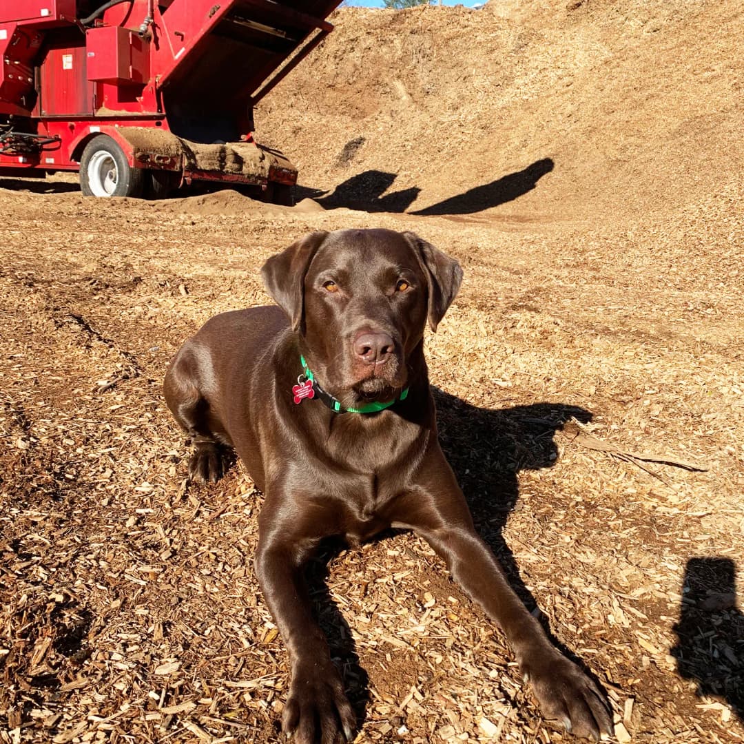 Chocolate lab relaxing in the yard